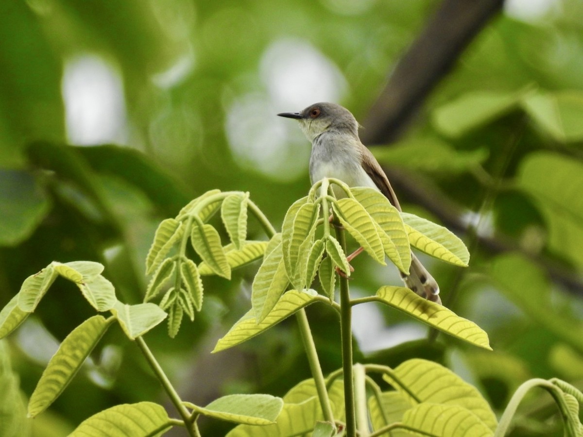 Prinia de Hodgson - ML640908189