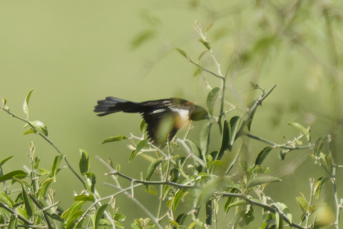 ハジロホウオウ - ML640908222