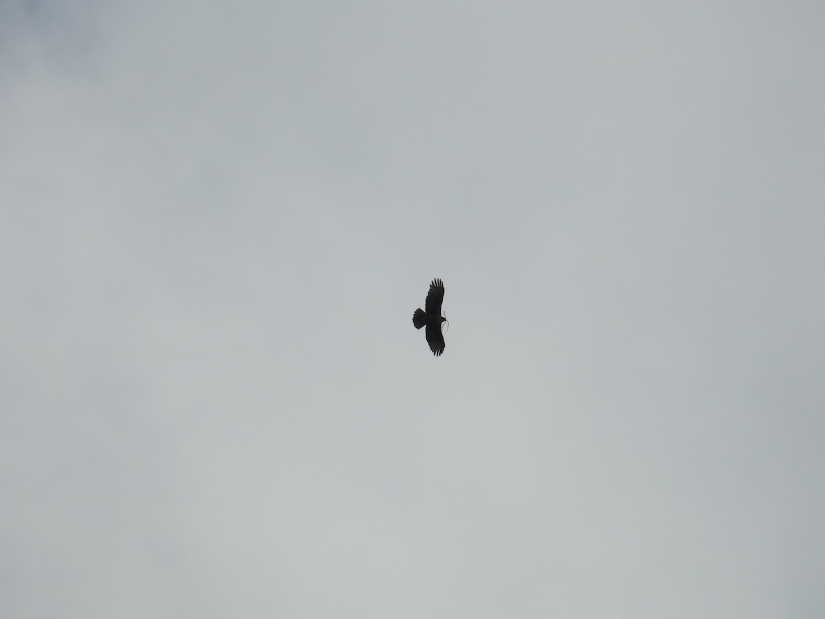 Rufous-bellied Eagle - ML640908234