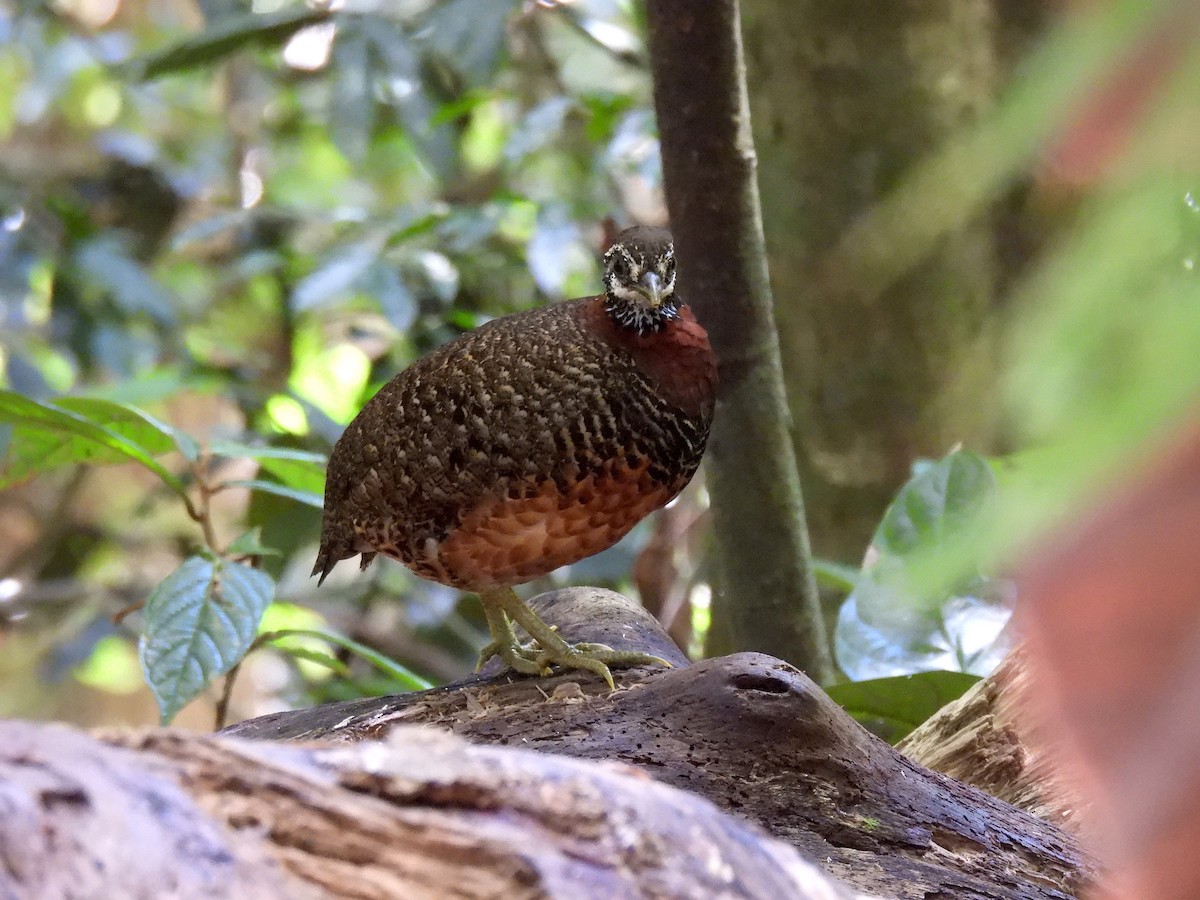 Sabah Partridge - ML640908240