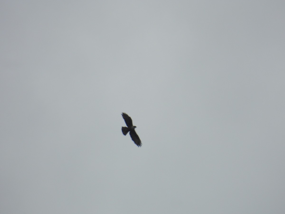 Rufous-bellied Eagle - ML640908252