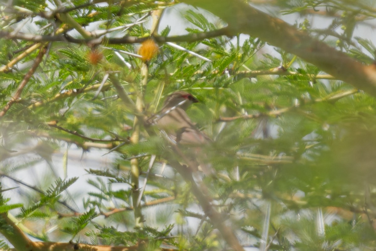 Crimson-rumped Waxbill - ML640908254