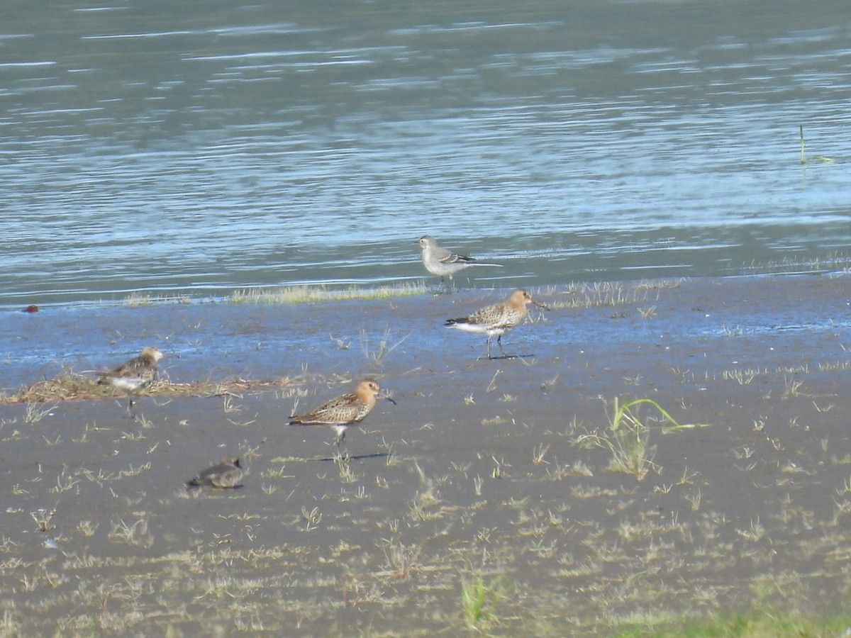Dunlin - ML640908347
