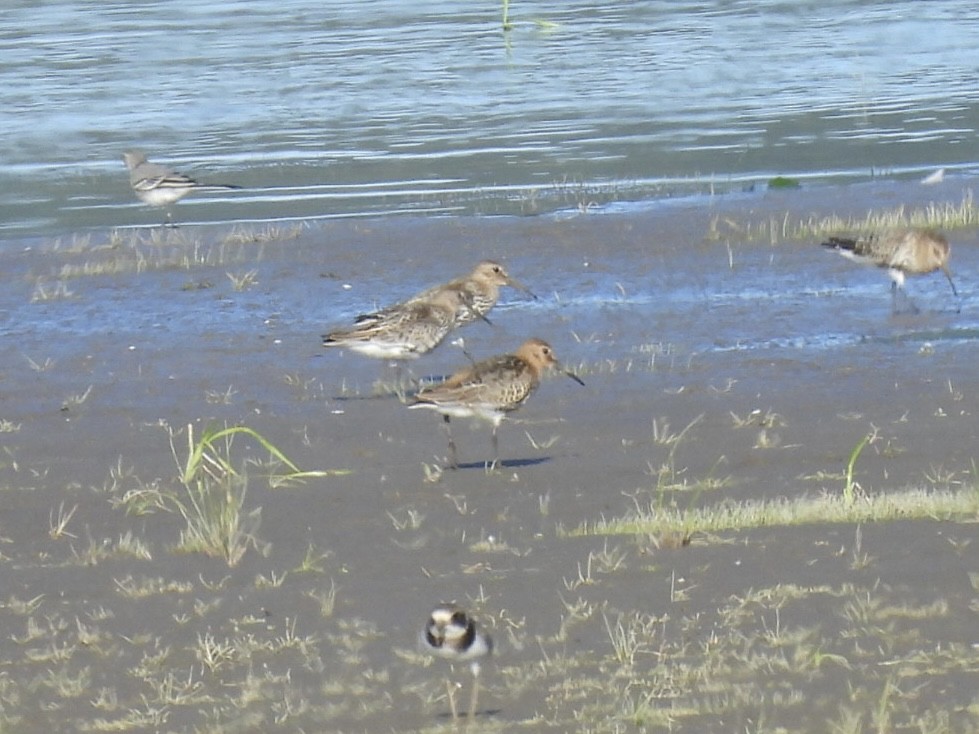 Dunlin - ML640908348