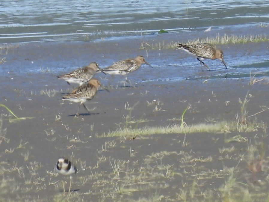 Dunlin - ML640908349