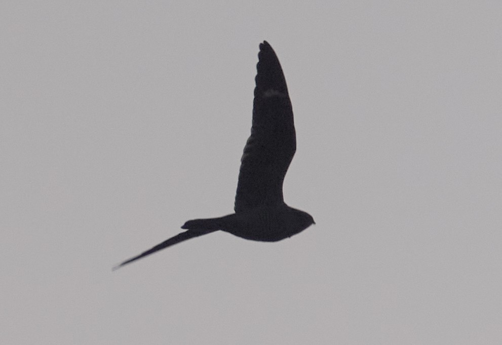 Common Nighthawk - ML640908363