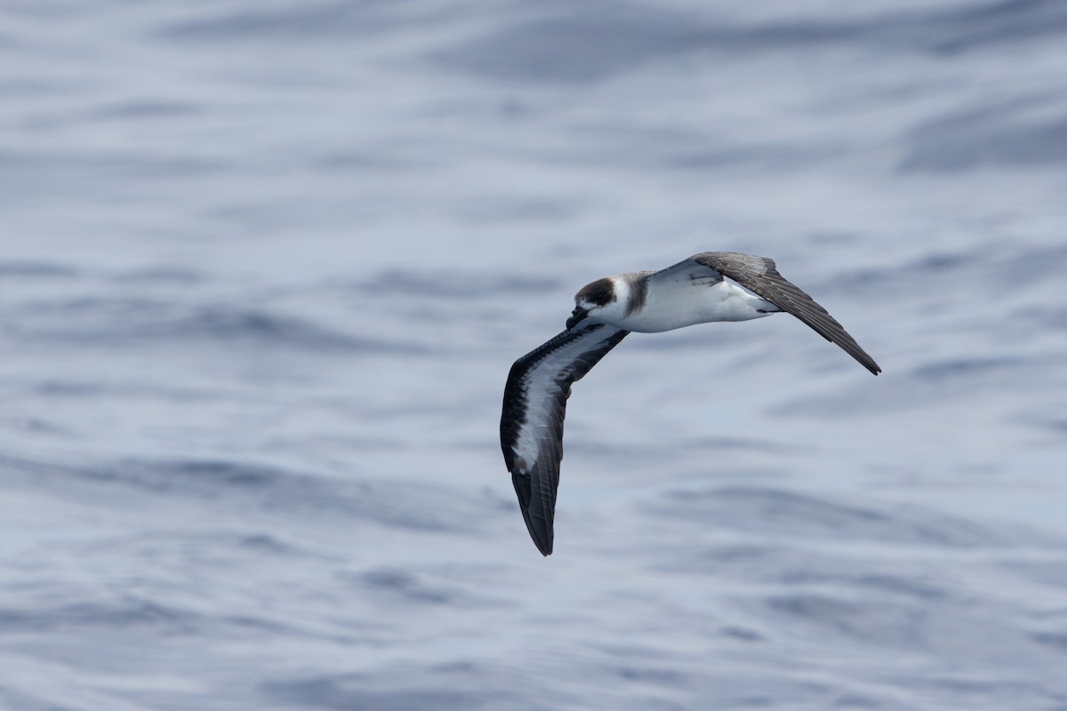 Black-capped Petrel (Dark-faced) - ML640908378