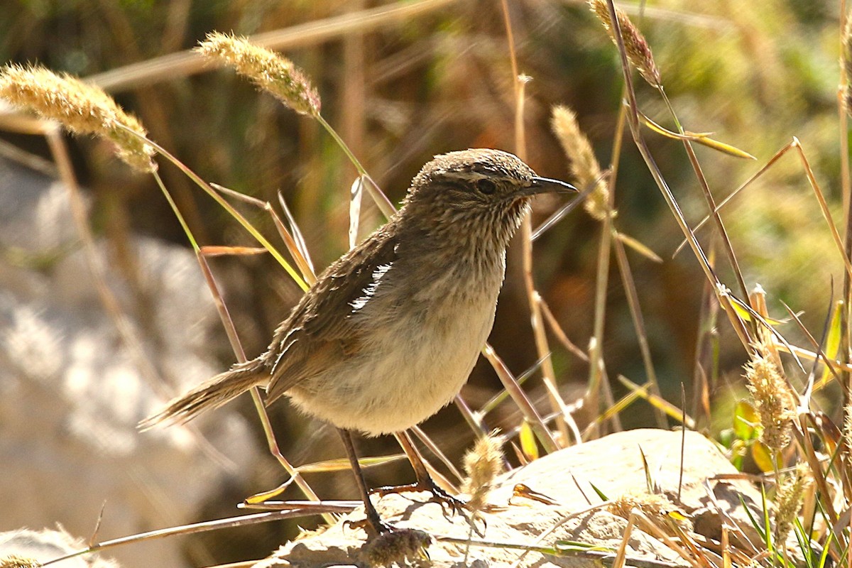 Streak-throated Canastero - ML640908397