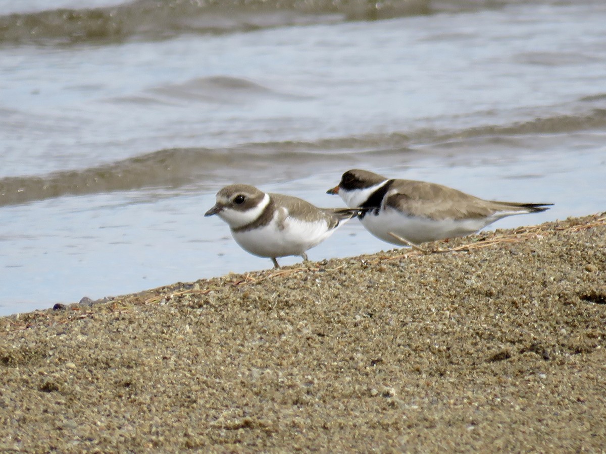 Semipalmated Plover - ML640908407
