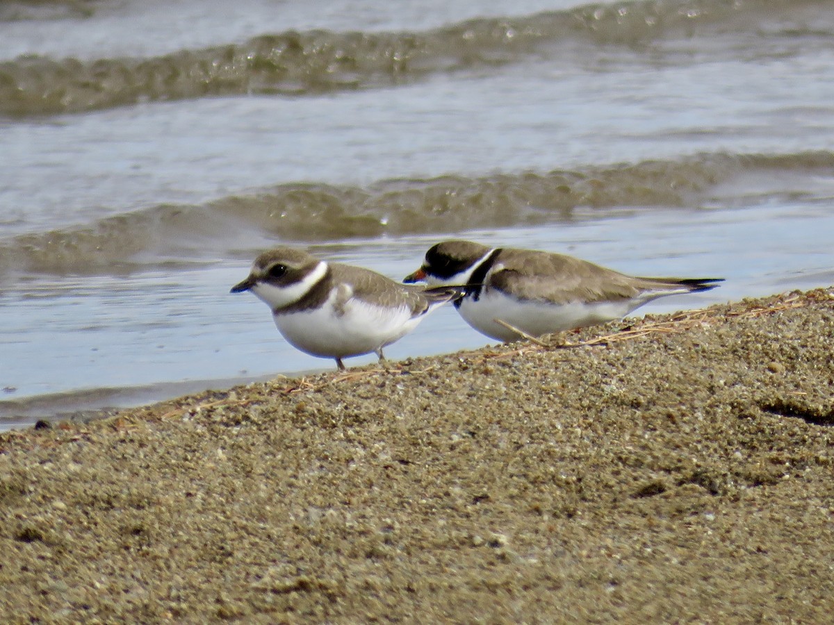 Semipalmated Plover - ML640908408