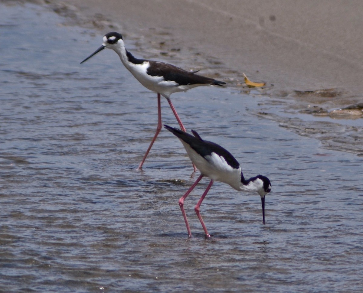 Black-necked Stilt - ML640908416