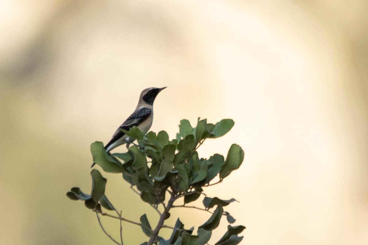 Eastern Black-eared Wheatear - ML640908422