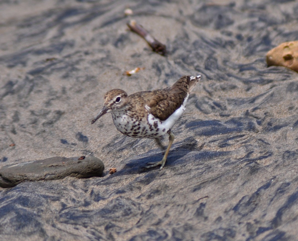 Spotted Sandpiper - ML640908423