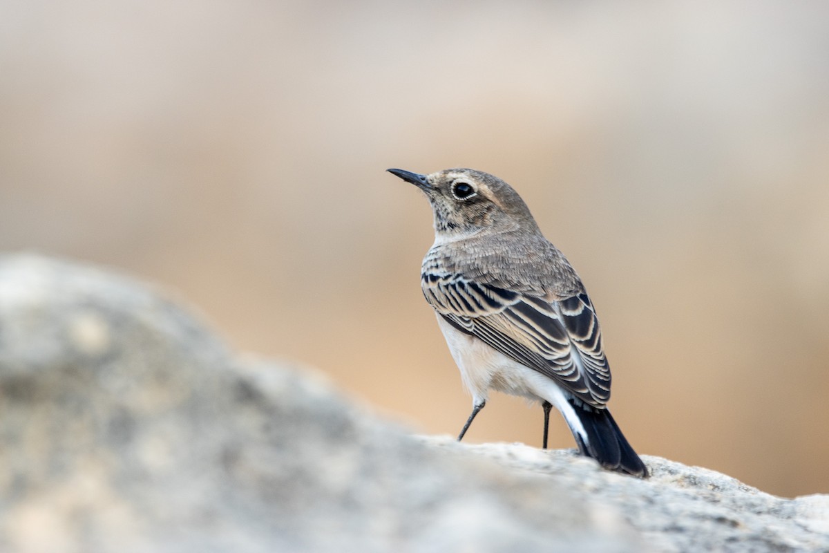 Eastern Black-eared Wheatear - ML640908427