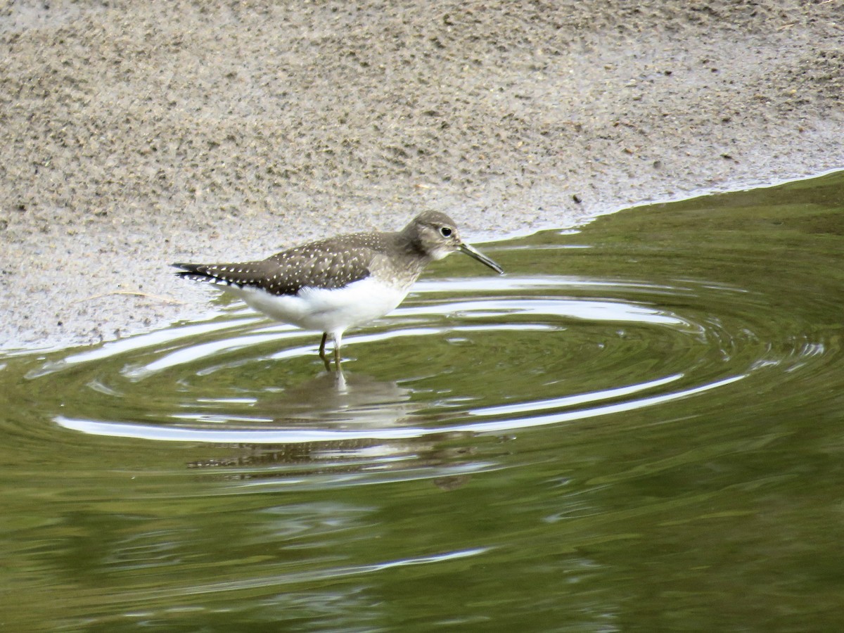 Solitary Sandpiper - ML640908429