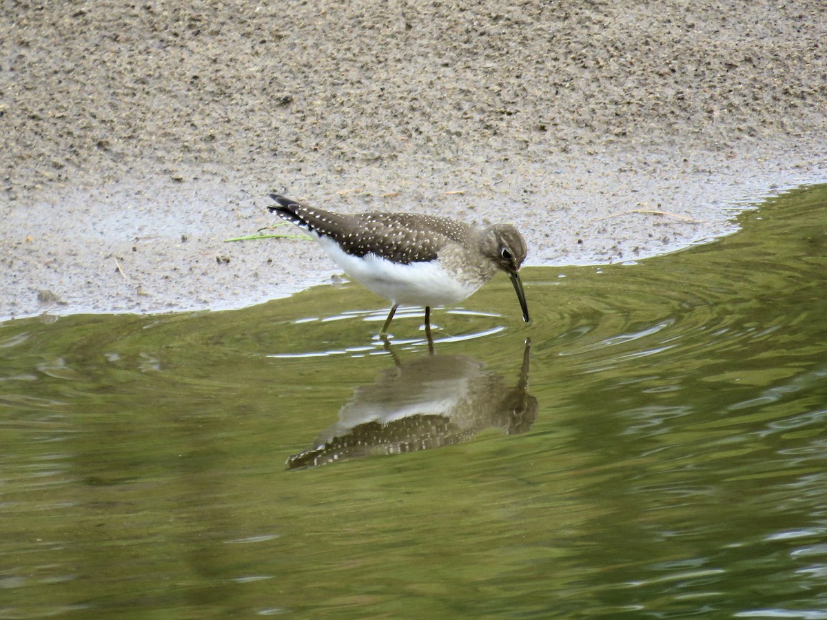 Solitary Sandpiper - ML640908430