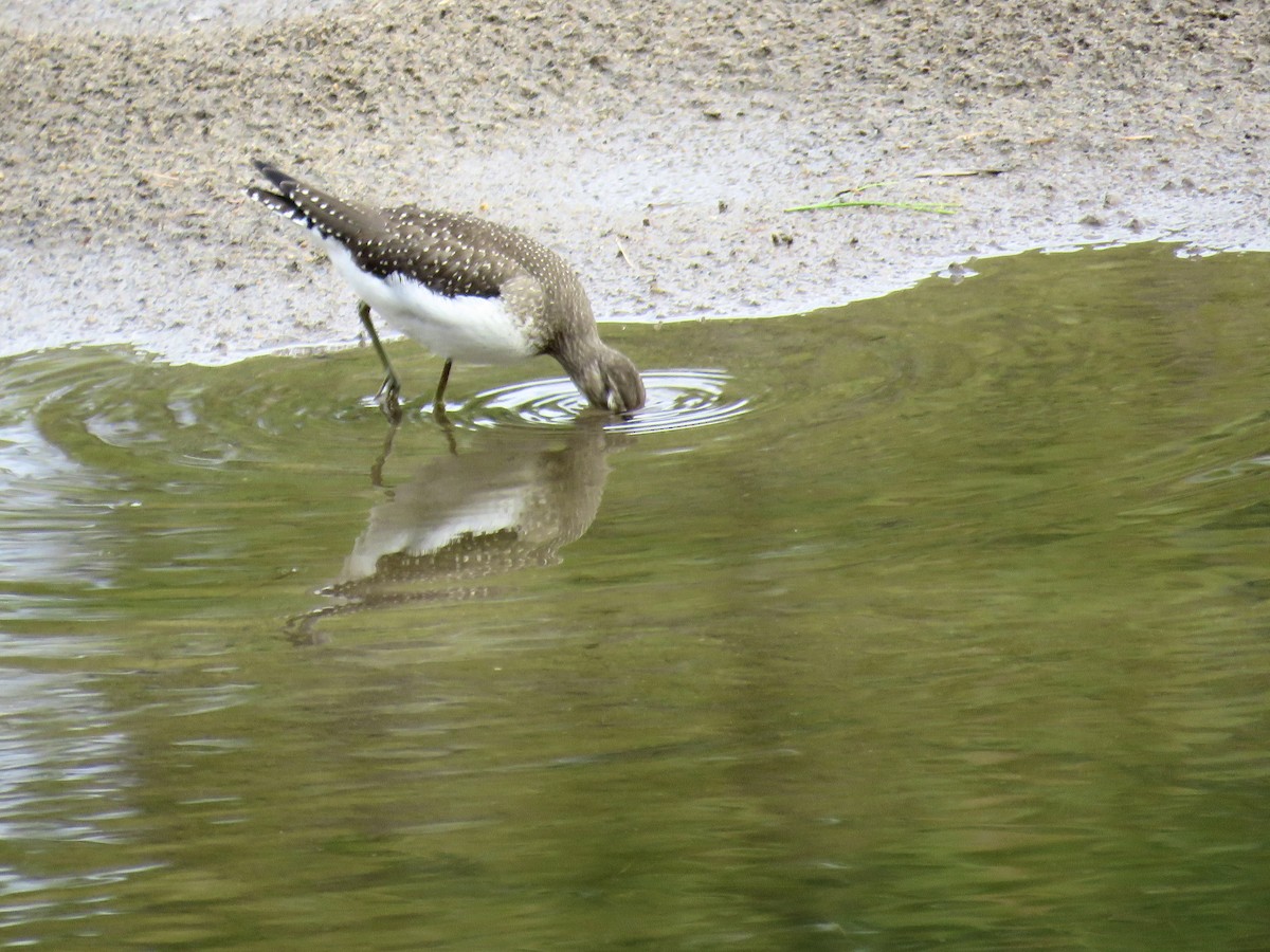 Solitary Sandpiper - ML640908431