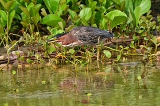 Green Heron - ML640908434
