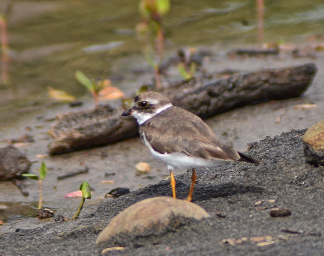 Semipalmated Plover - ML640908496