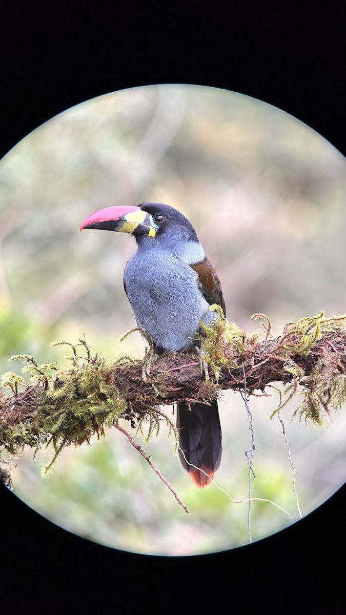 Gray-breasted Mountain-Toucan - ML640908498
