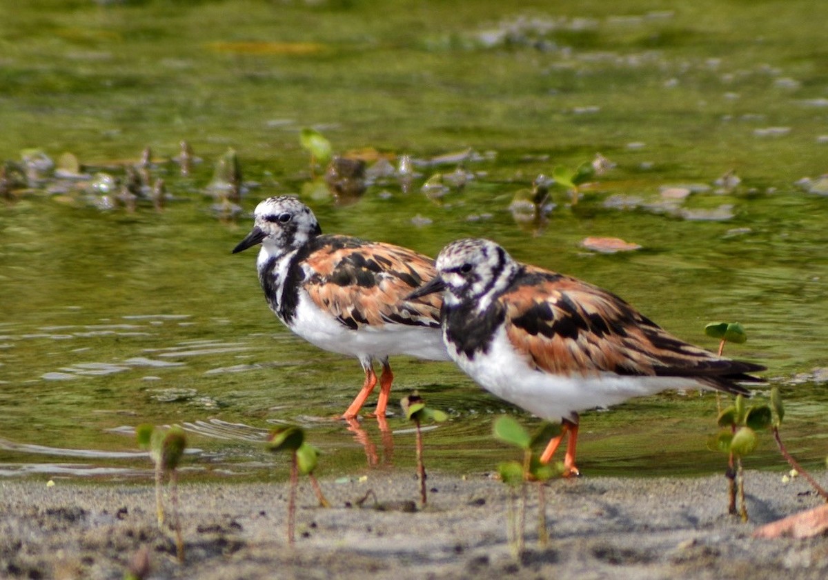 Ruddy Turnstone - ML640908500