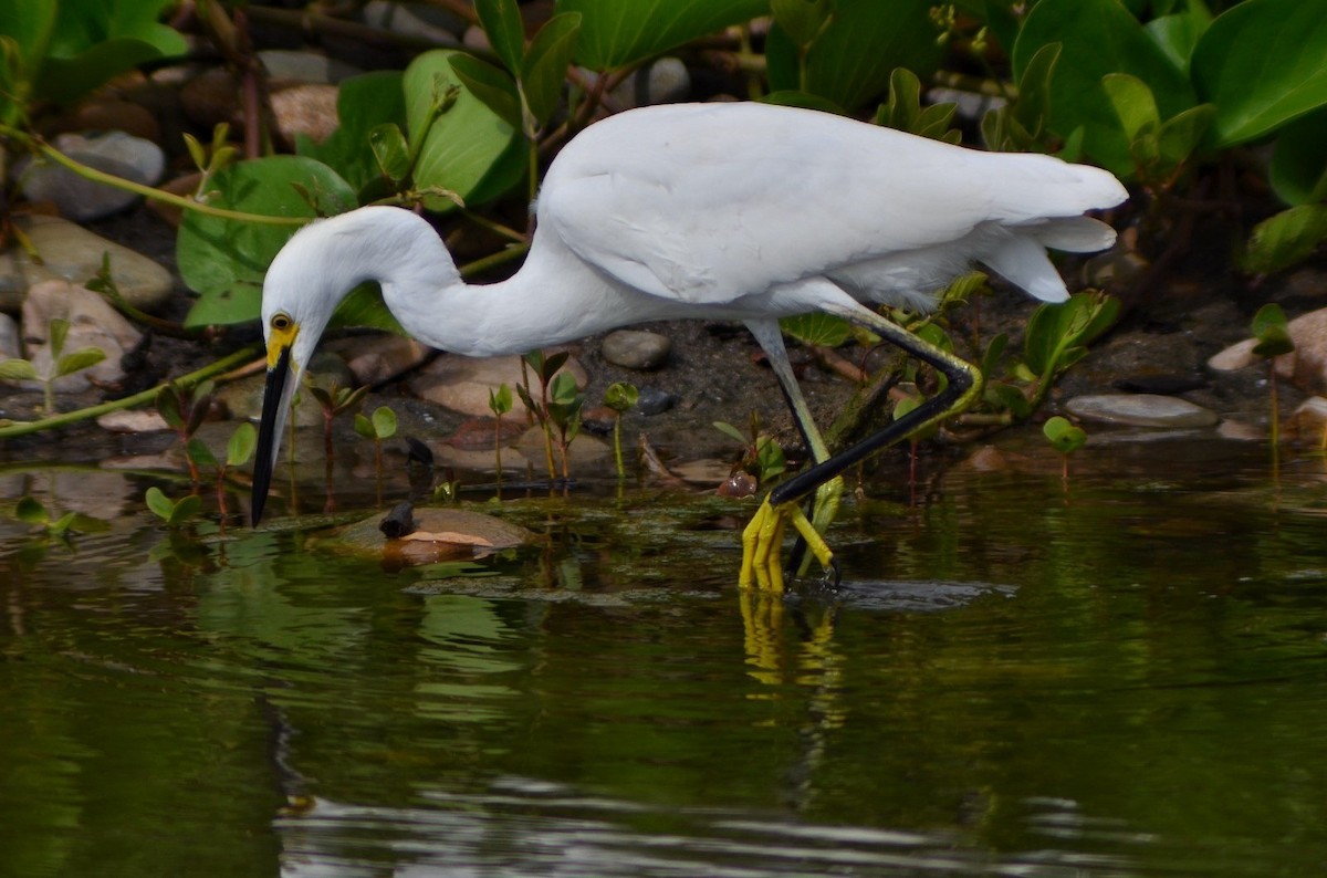 Snowy Egret - ML640908503