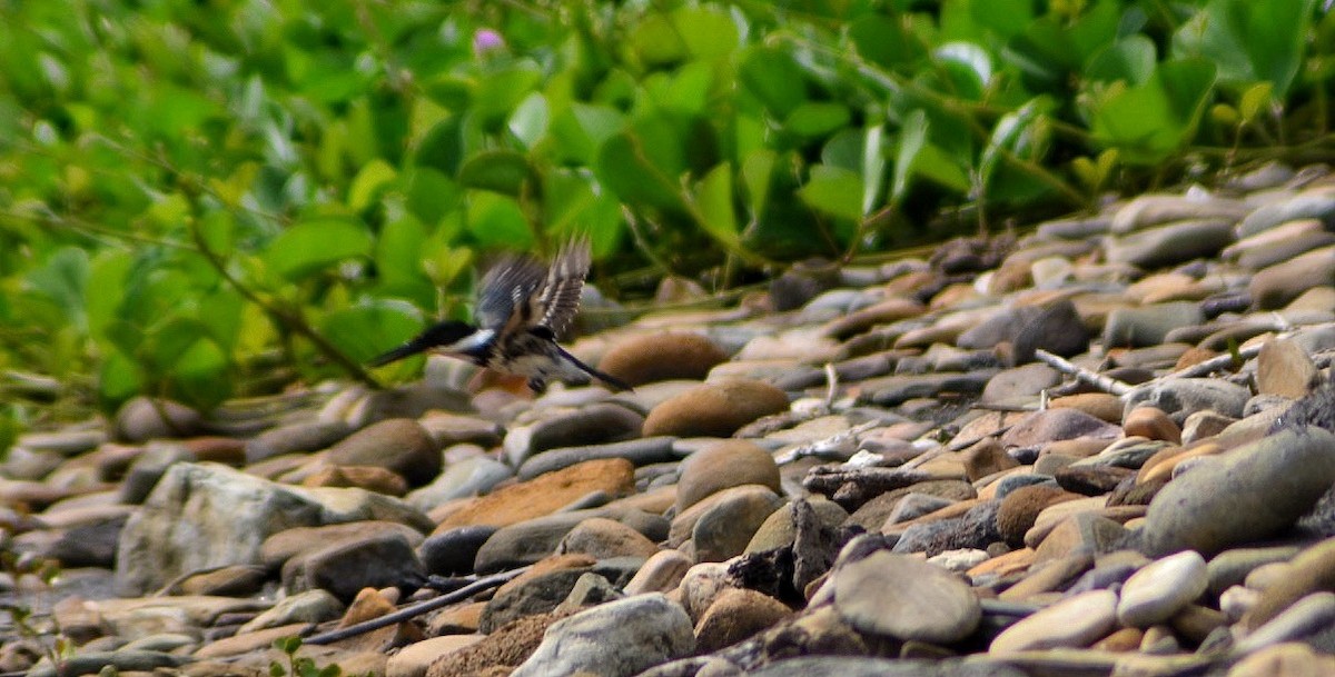 Green Kingfisher - ML640908505