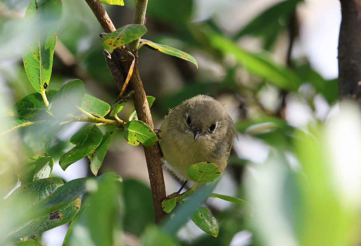 Ruby-crowned Kinglet - ML640908514