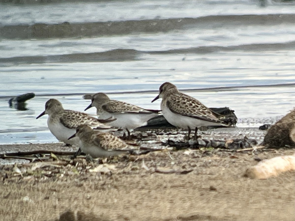 Semipalmated Sandpiper - ML640908553