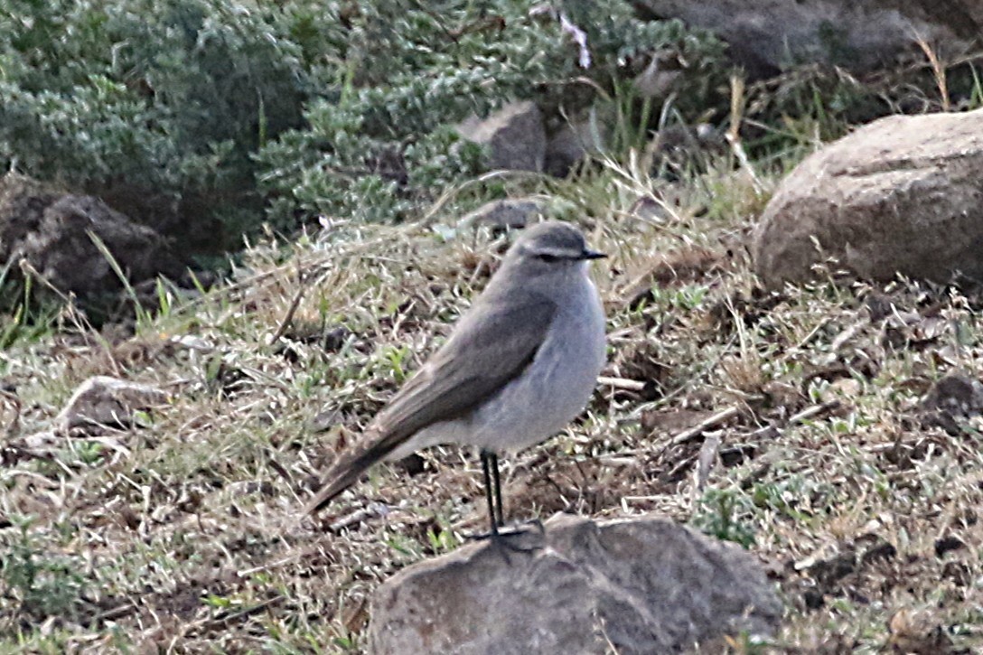 Taczanowski's Ground-Tyrant - ML640908579