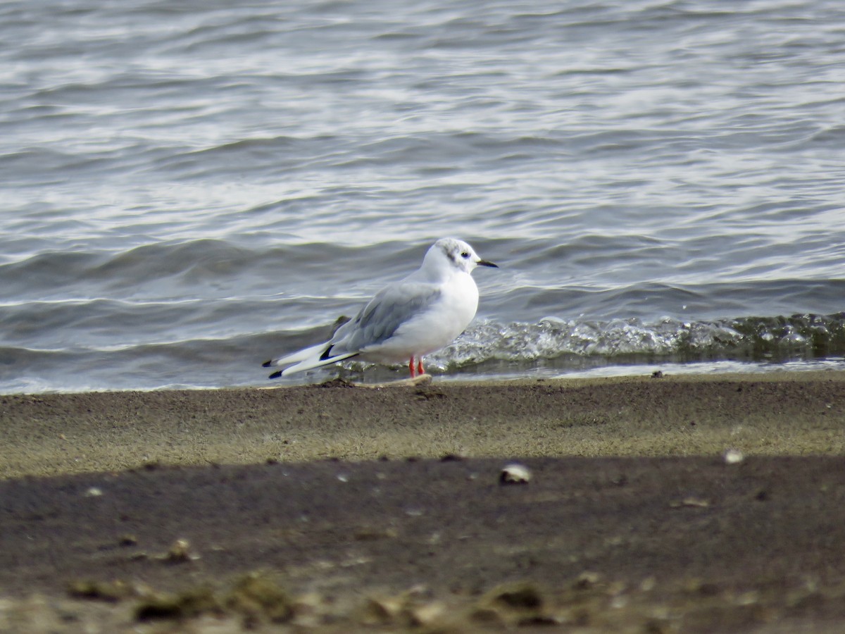Bonaparte's Gull - ML640908612