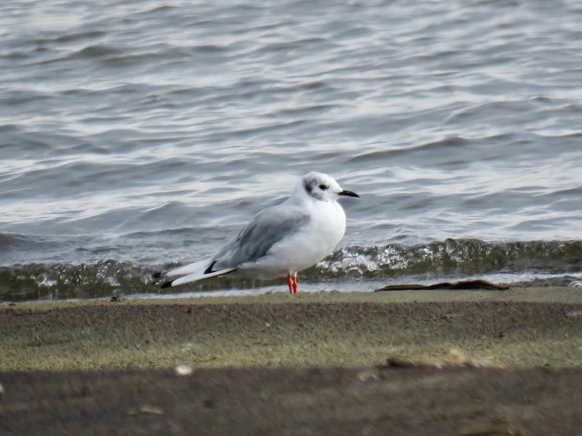 Bonaparte's Gull - ML640908613