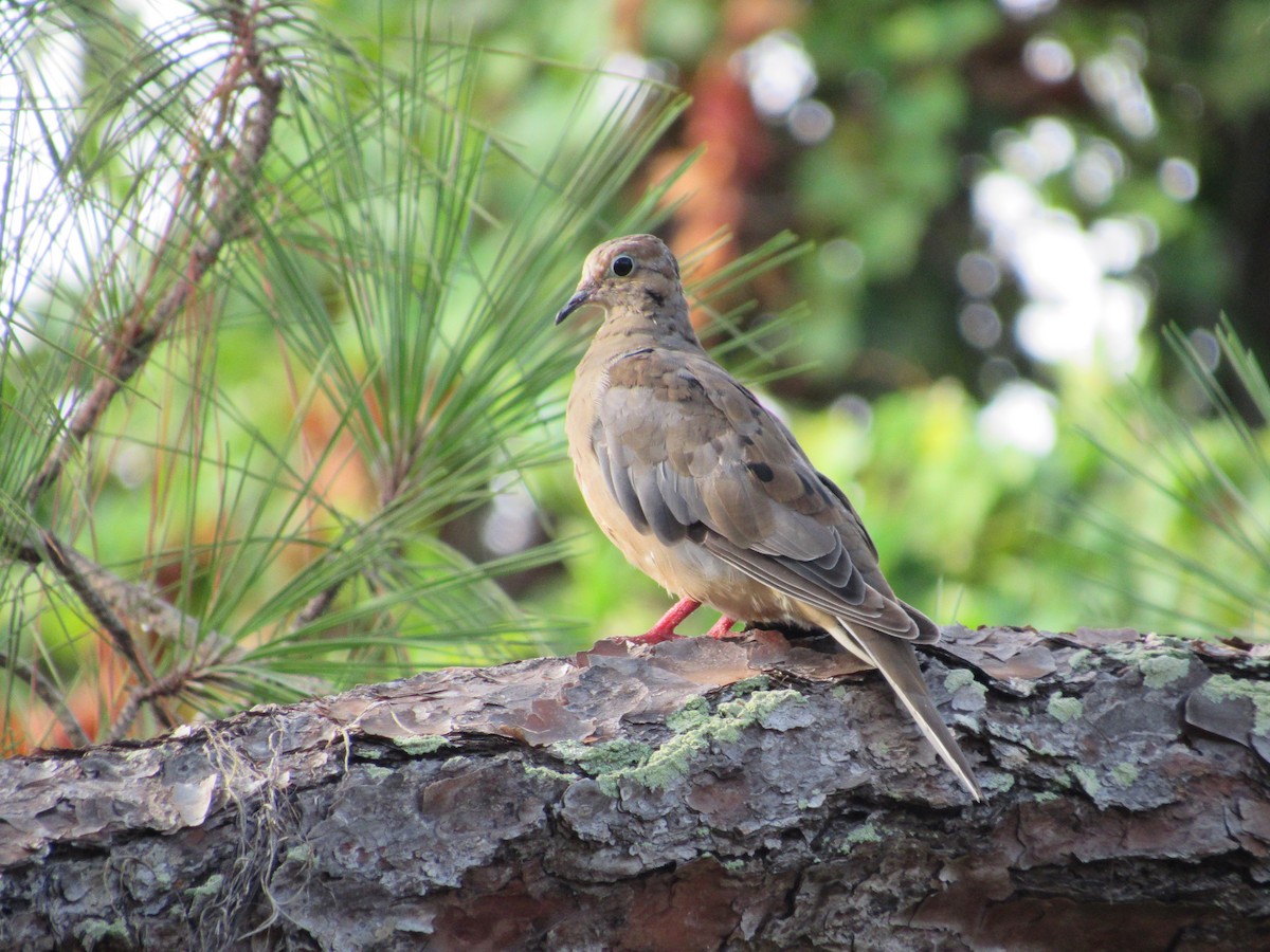 Mourning Dove - ML640908684