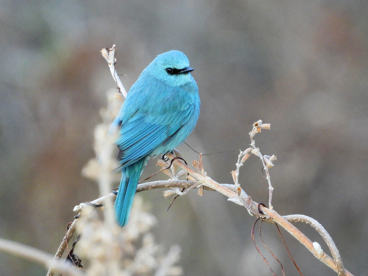 Verditer Flycatcher - ML640908687