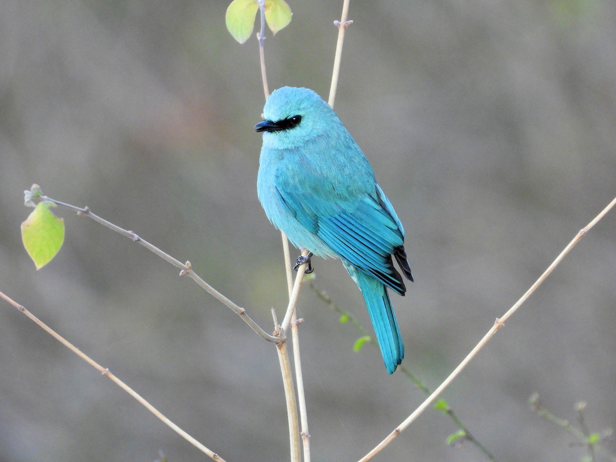 Verditer Flycatcher - ML640908688