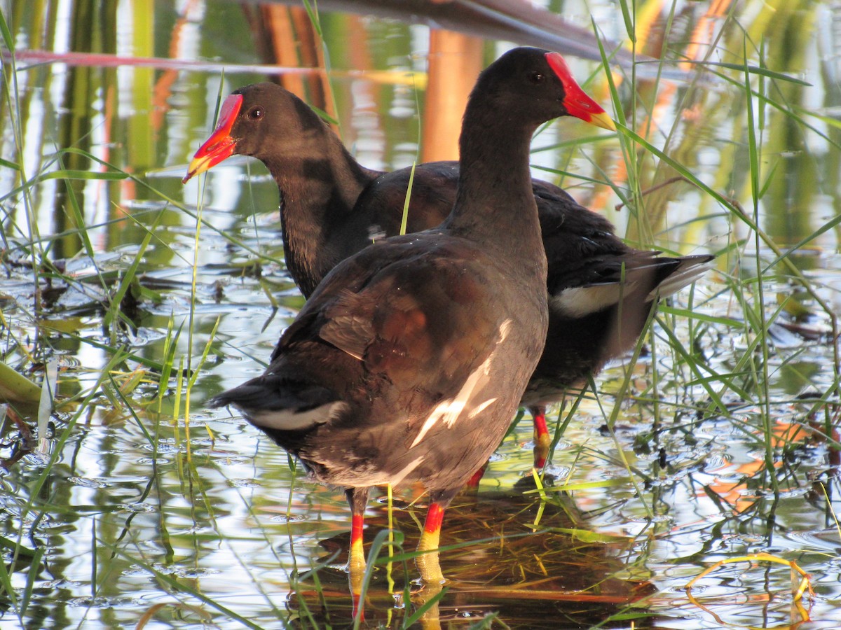 Common Gallinule - ML640908693