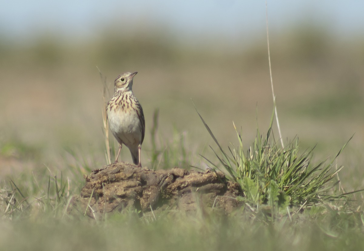 Short-billed Pipit - ML640908700