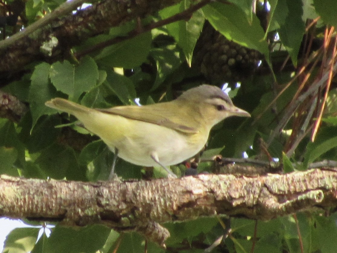 Red-eyed Vireo - ML640908705