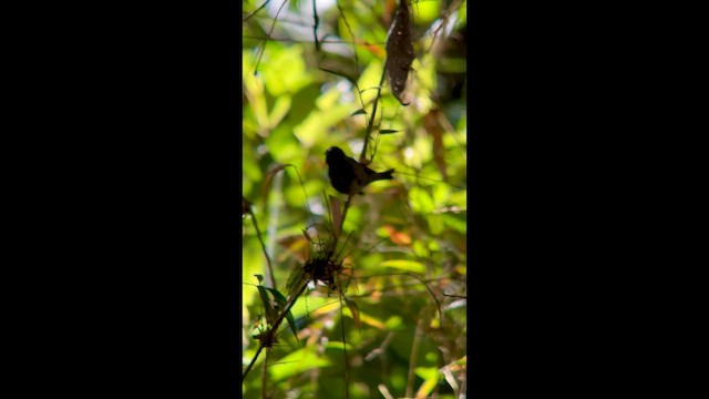 skyggespurv - ML640908706