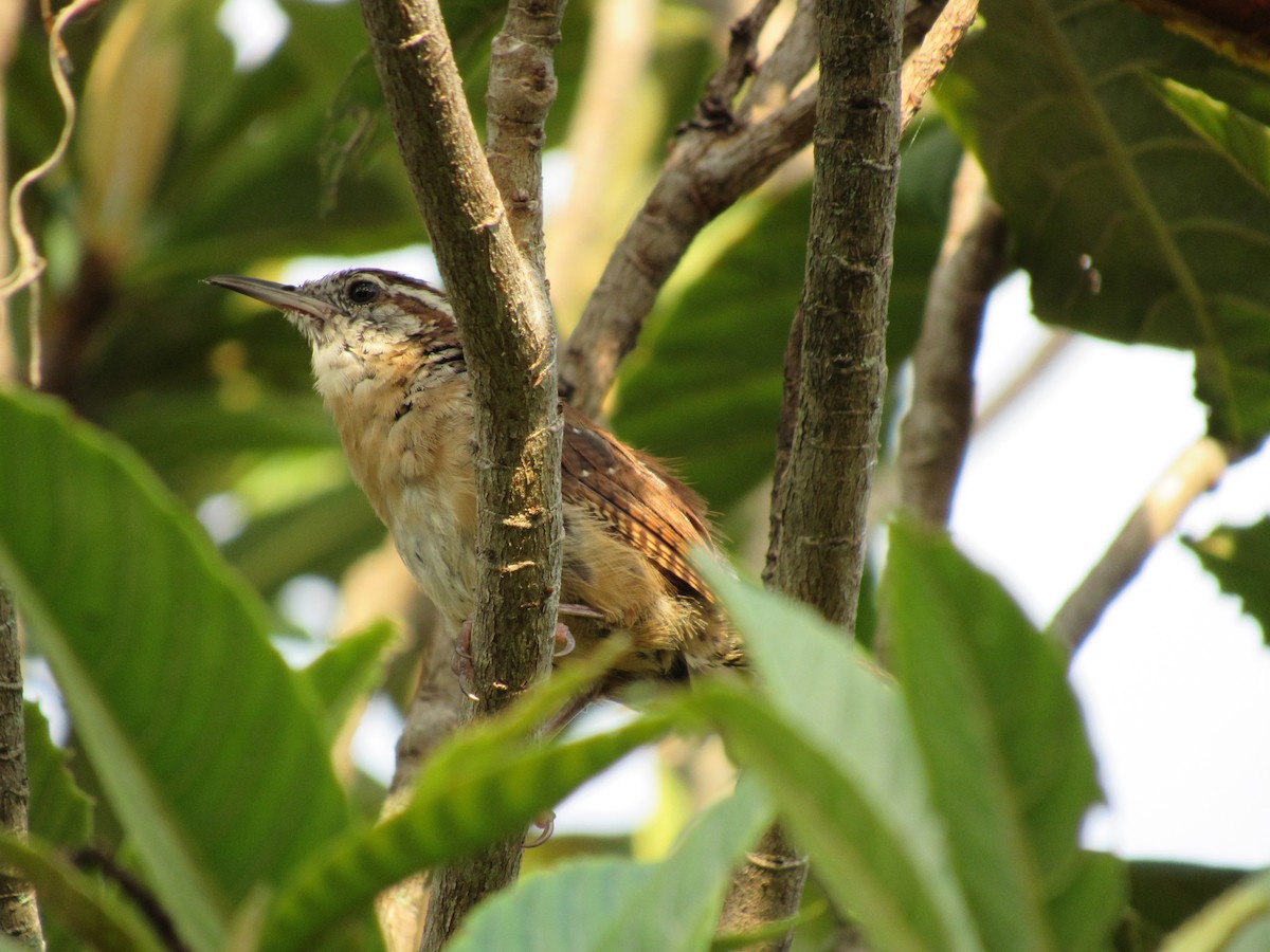 Carolina Wren - ML640908712