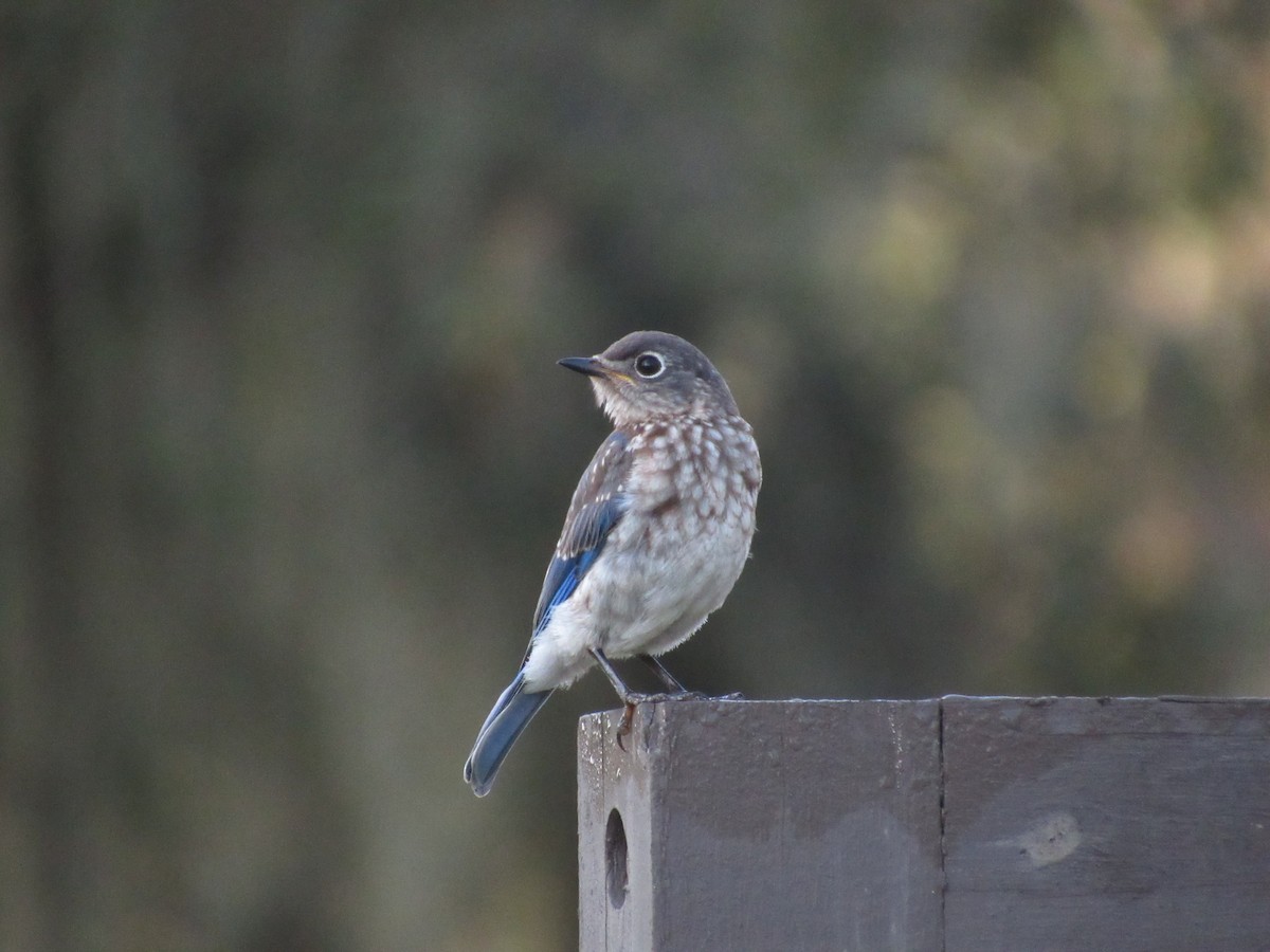 Eastern Bluebird - ML640908717
