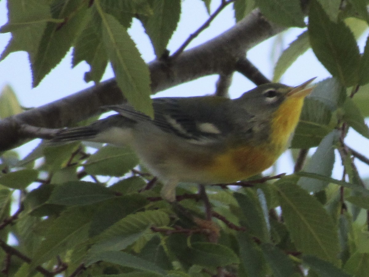 Northern Parula - ML640908726