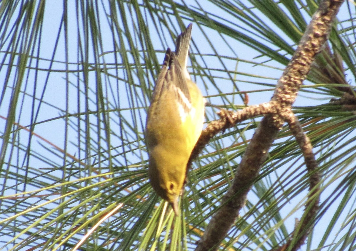 Pine Warbler - ML640908728