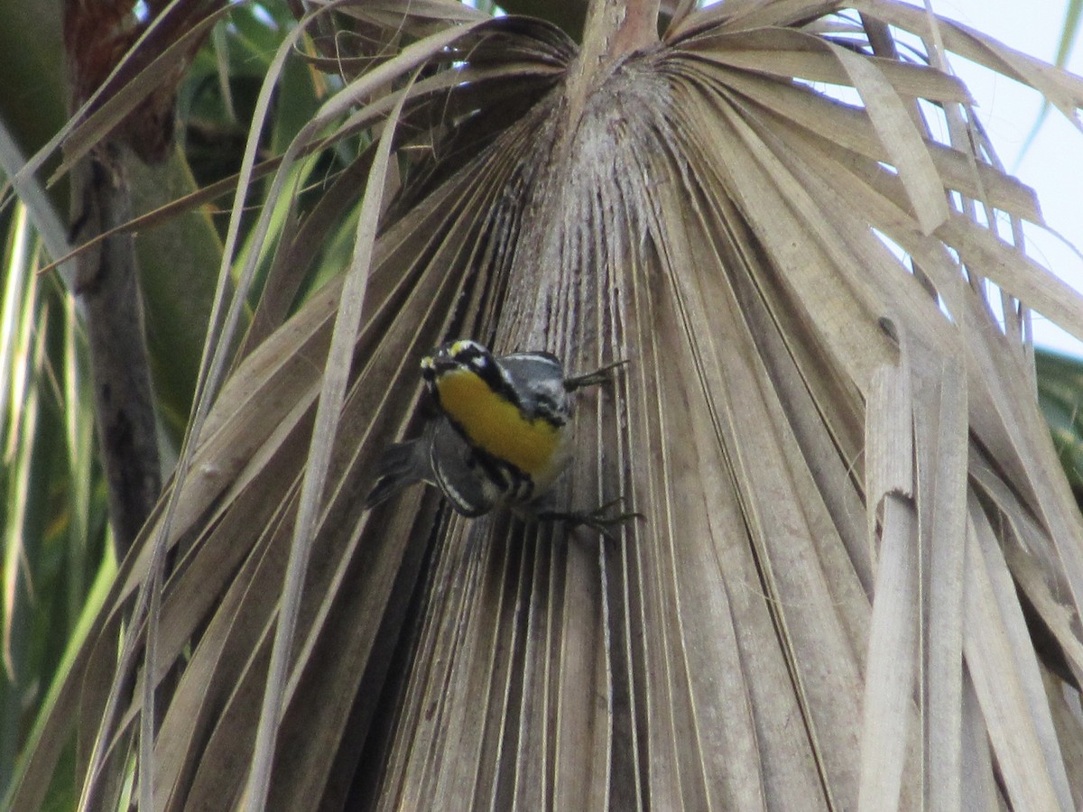 Yellow-throated Warbler - ML640908730