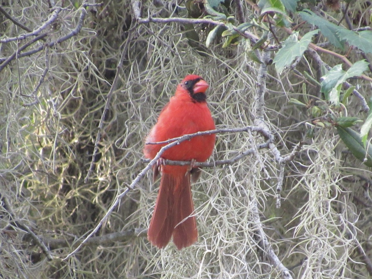 Northern Cardinal - ML640908733