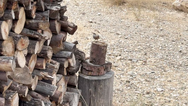 Canyon Wren - ML640908750