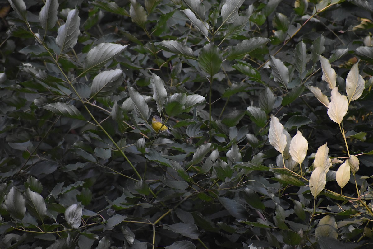 magnoliaparula - ML640908783