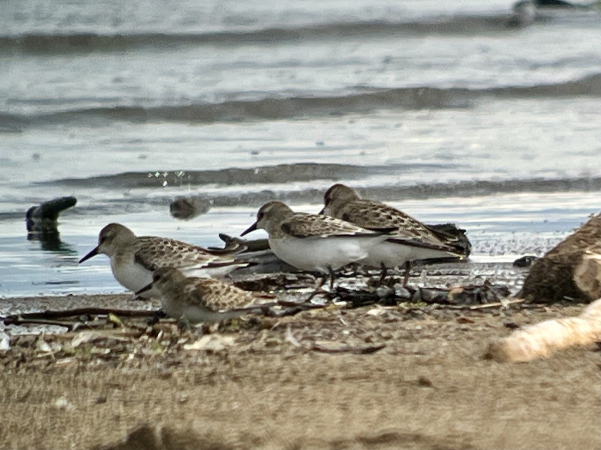Semipalmated Sandpiper - ML640908793