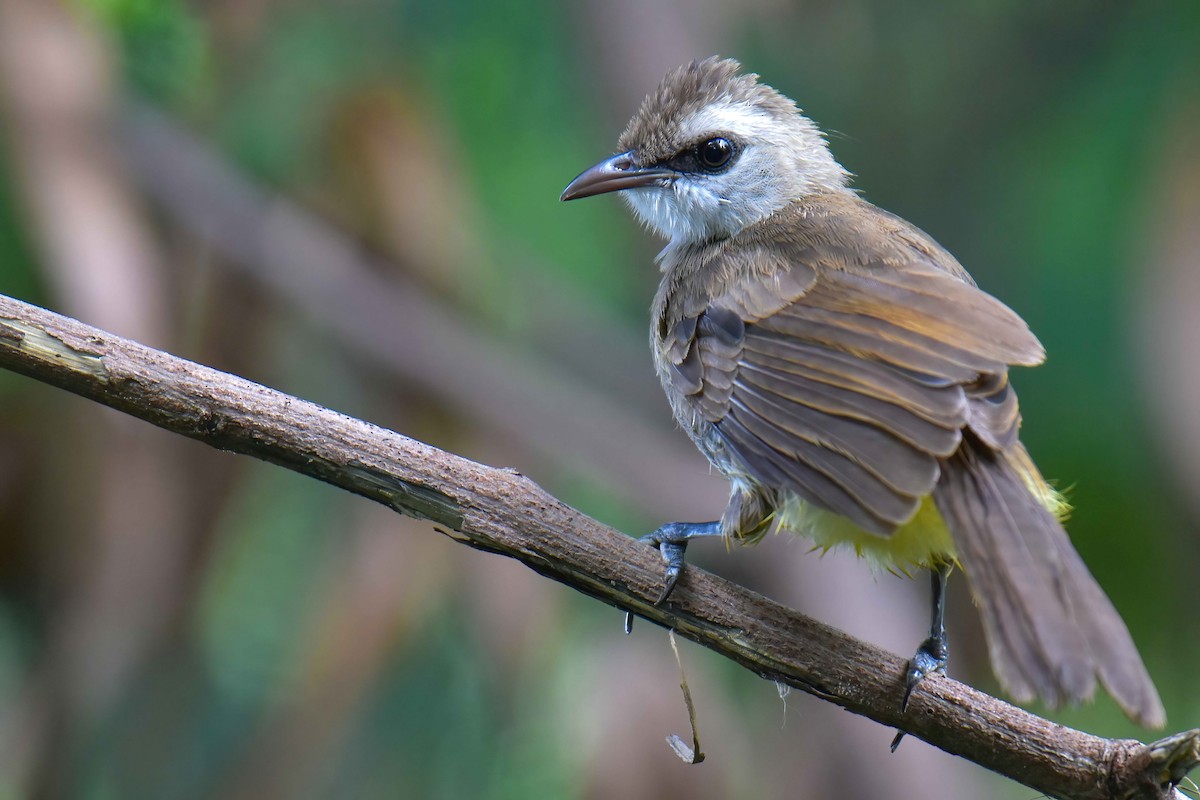 Yellow-vented Bulbul - ML640908824