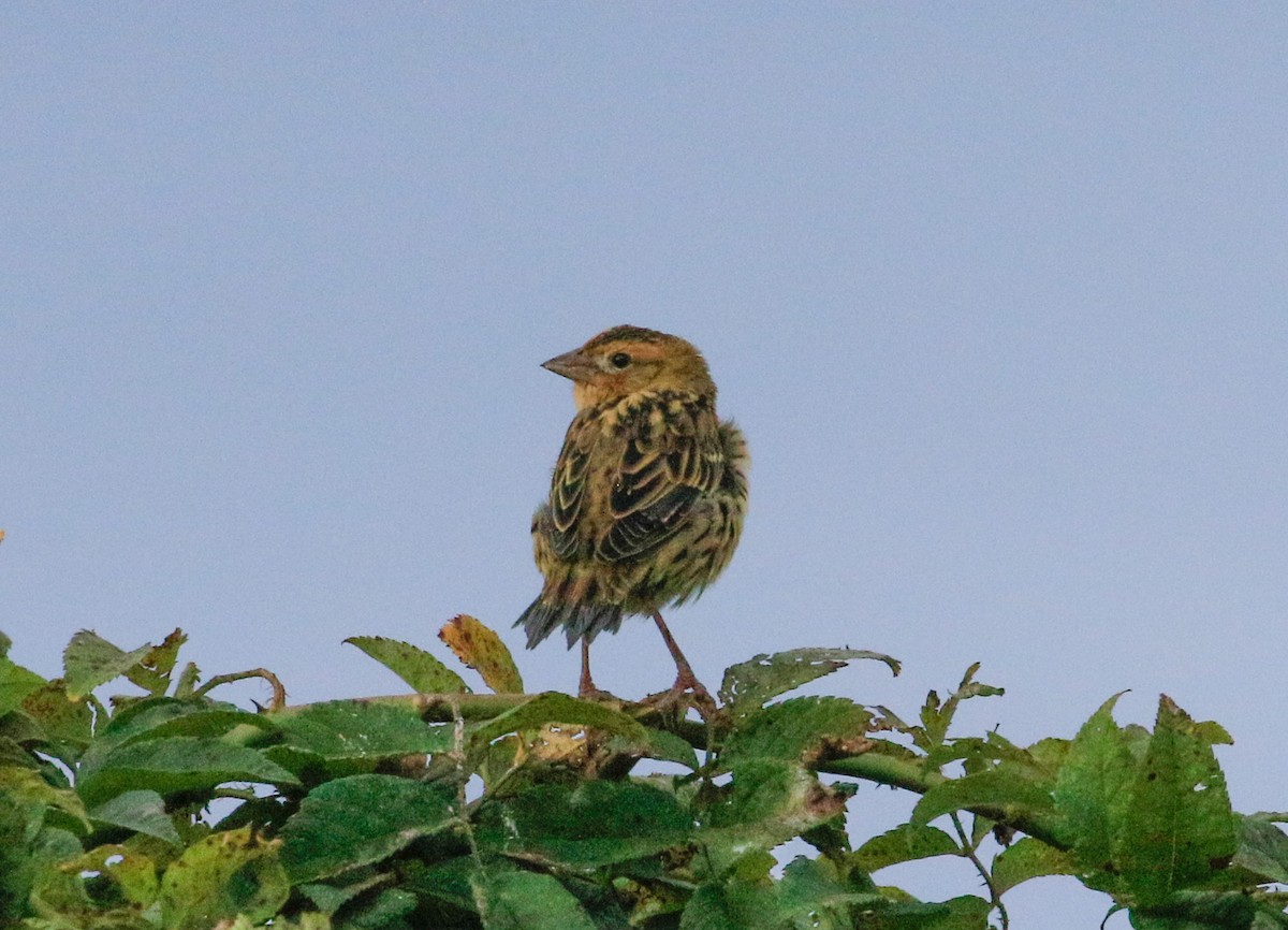 Bobolink - ML640908869